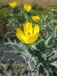 Close-up of yellow flower