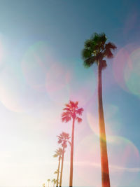 Low angle view of palm trees against sky