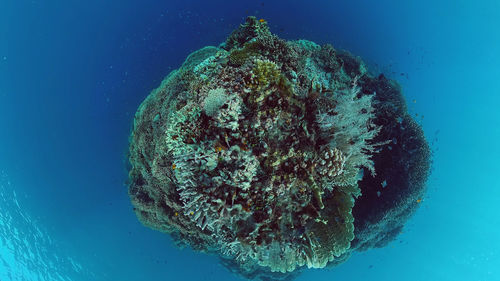 sea