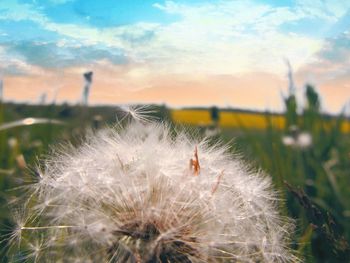 Close-up of dandelion on plant