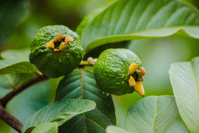 Close-up of fruits on tree