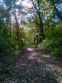 Trees in forest