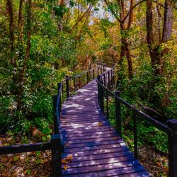 Wooden footbridge amidst trees in forest during autumn