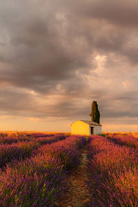 Scenic view of field against sky during sunset