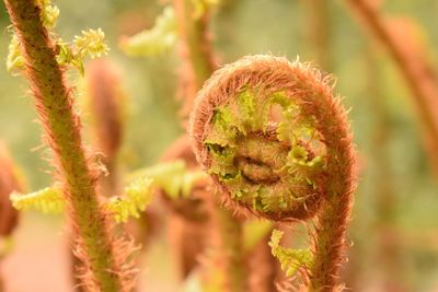 Close-up of fresh plant