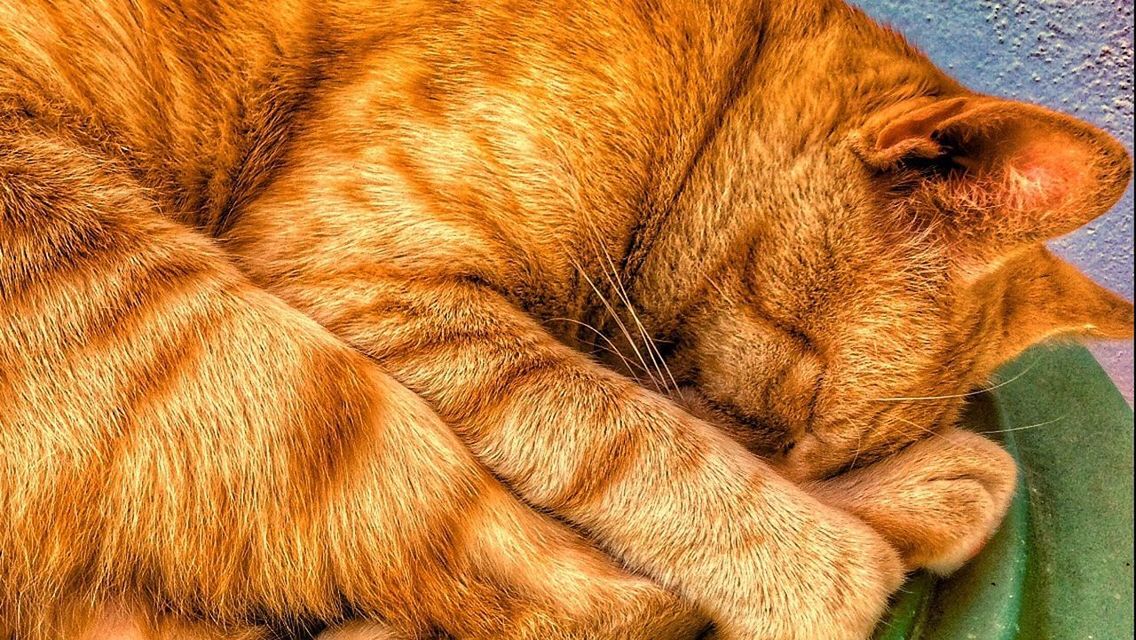 CLOSE-UP OF GINGER CAT ON CARPET