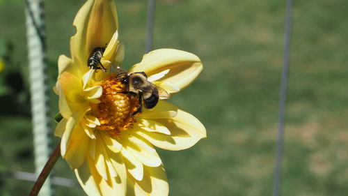 Close-up of bee on flower