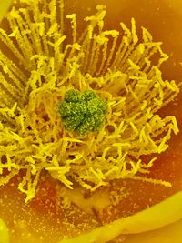 Close-up view of yellow flower