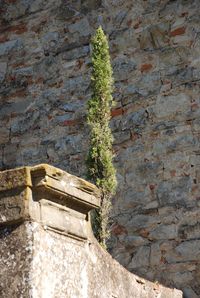 Close-up of plant against wall