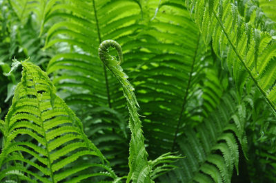 ferns and horsetails