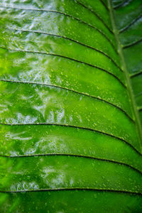 Close-up of wet green leaves