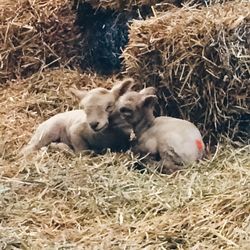 Sheep sleeping on hay