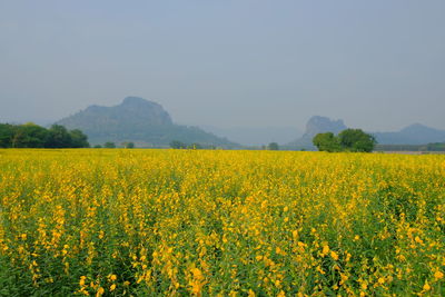 Scenic view of oilseed rape field against sky