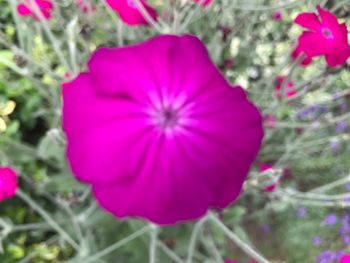 Close-up of pink flower blooming on field