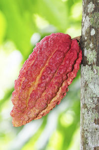 Close-up of fresh red leaf on tree trunk