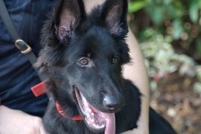 Close-up portrait of black dog
