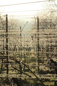 Close-up of electricity pylon