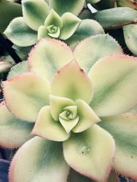 succulent plant