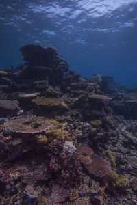 Multi colored corals underwater