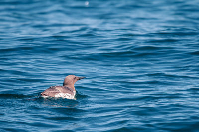 View of duck swimming in sea