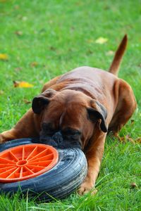 Dog relaxing on grass