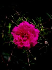 Close-up of pink rose flower