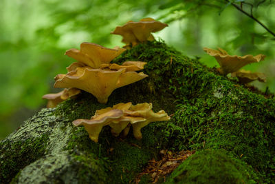 Close-up of yellow mushroom growing in moss