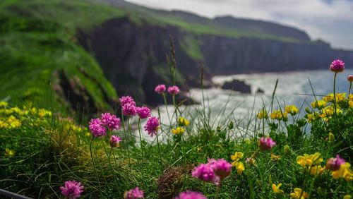 Close-up of pink flowers blooming in field