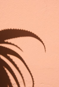 Aloe shadows on pink wall background