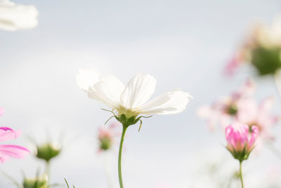 Close-up of white cosmos flowering plant