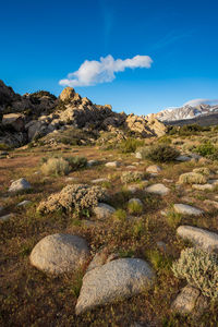 Blue sky cloud over rocky mountain meadow native plants blooming tiny white wildflowers snowy peaks