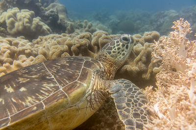 Turtle ocean diving among the coral