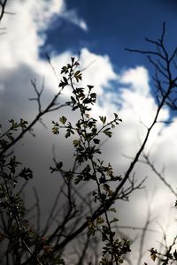 Low angle view of flowering plant against sky