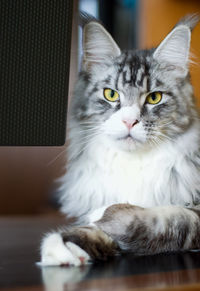 Close-up portrait of a cat at home