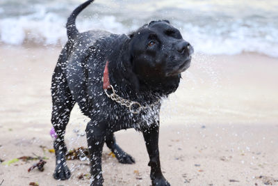 Dog standing on wet sand