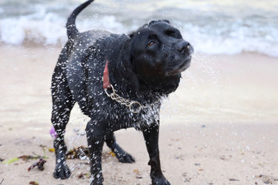 Dog standing on wet land