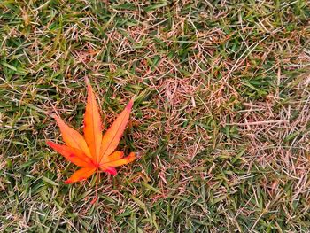 High angle view of maple leaf on grass