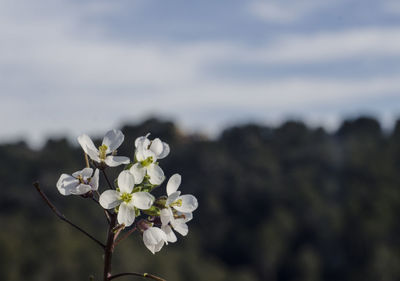 Close-up of white cherry blossoms in spring