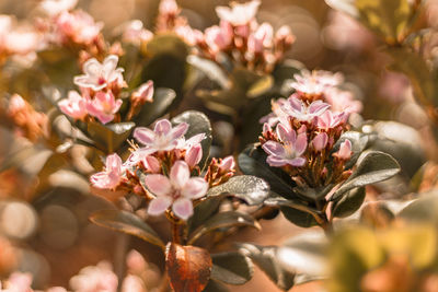 Close-up of pink flowering plant