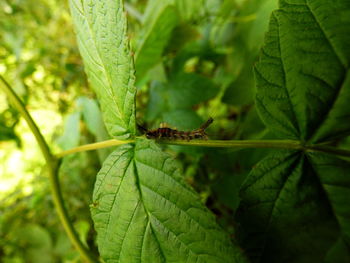 Close-up of insect on leaf