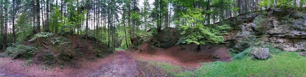 Trail amidst trees in forest