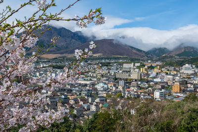 Sakura cherry blossom at yukemuri observatory viewpoint with beppu view, oita, kyushu, japan. 