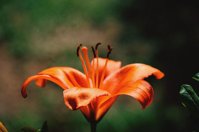 Close-up of orange day lily