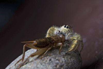 Close-up of spider on rock