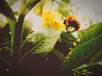 Close-up of insect pollinating on flower