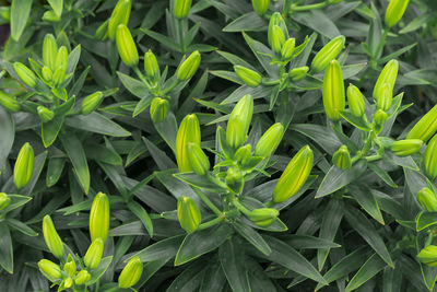 Bush. green salad shades horizontal snapshot.