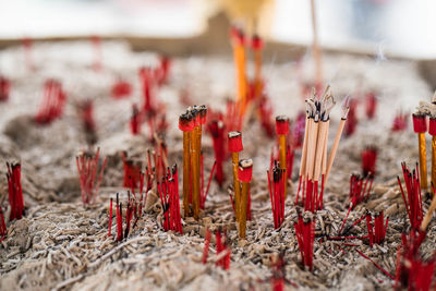 Close-up of burning incense 