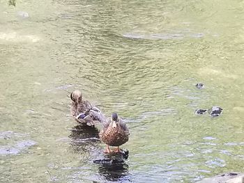 Ducks in a lake