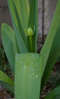 Close-up of fresh green leaf