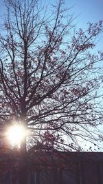 Low angle view of tree against sky during sunset